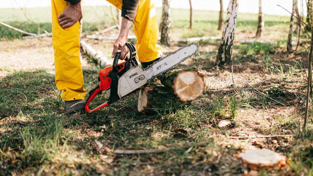 Best Dead Tree Removal  in Warm Mineral Springs, FL